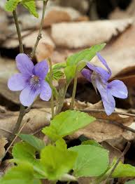 It flowers from midsummer until frost with tall spikes of blue flowers. Viola Plant Wikipedia