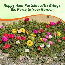 Image result for Portulaca