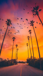 Are you searching for tree png images or vector? Palm Tree Wallpaper 47 Best Palm Tree Wallpaper And Images On Wallpaperchat