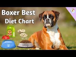 Pug Dog Diet Plan Pug Dog Diet Chart In Hindi Pug Dog