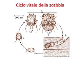 Image result for Sarcoptes scabiei life cycle