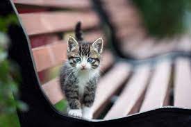 I Found Kittens What Do I Do Fresno Humane Animal Services