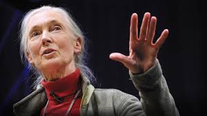 Dr Jane Goodall is appearing in conversation at The Melbourne Museum