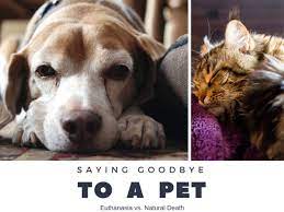 Pet Euthanasia Vs Natural Death Pethelpful