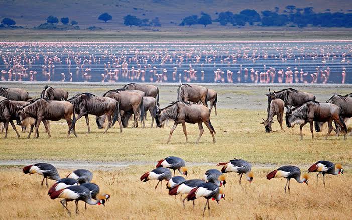 Zanzibar safari experience