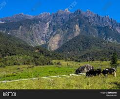 But sabah people feel affection for desa milk because of more reasons. View Majestic Mount Image Photo Free Trial Bigstock