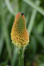 Image result for Securidaca welwitschii