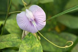 Image result for Clitoria