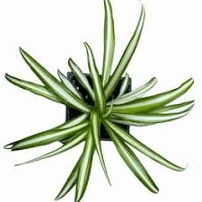 Image result for Chlorophytum pauper
