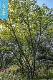 Image result for Treculia