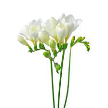Freesia Flowers We Love Flower Style Magazine
