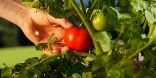 Aktuelle preise für produkte vergleichen! How To Harvest The Garden To Get The Most From Your Crops