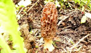 Morel Mushroom Hunting Tips Farm And Dairy