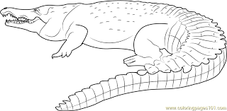 Top 10 crocodile coloring pages for kids: Crocodile Coloring Pages Coloringnori Coloring Pages For Kids