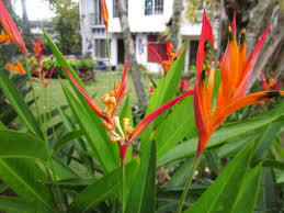 Giant Bird Of Paradise Arizona The Many Benefits Of Planting Flowers Planting Flowers Flowers Growing Flowers