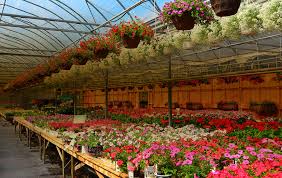 Check spelling or type a new query. Home Johnston S Greenhouse