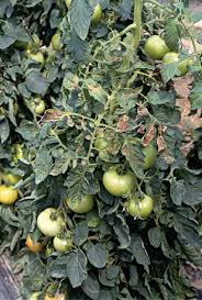 Say goodbye to your dark rooms. Tomato Torrado Virus An Overview Sciencedirect Topics