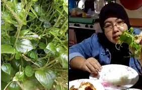 Khasiat daun sirih merah juga tak kalah hebat dari daun sirih hijau yang biasa. 80 Ribu Lebih Share Di Facebook Wan Fazlina Kongsi Khasiat Daun Sirih Cina Pencegah Kanser Dan Pelbagai Penyakit Lain Kartel Dakwah