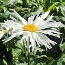 Image result for Leucanthemum