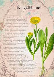 Timeline Photos Krauter Verzeichnis Facebook Pflanzen Krauter Pflanzen Heilpflanzen