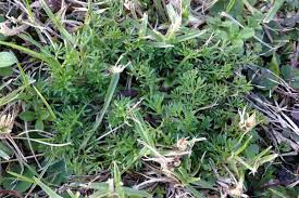 Heavy snow, freezing ice storms, and violent wind all have the potential to damage trees. How To Combat Winter Lawn Weeds Lawn Solutions Australia