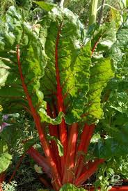 Retro Pewex Pl Garten Pflanzen Mangold Anbau