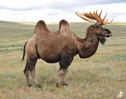 Replace the plus sign in the following code to let python check it for you and then answer. Moose Compared To Camel