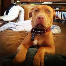 Greatthingscomefromterriblelies Very Serious Pit Pitbull Pibble Pittie Rednose Needy Bullybreed Pitbulls Red Nose Pitbull Pitbull Lover