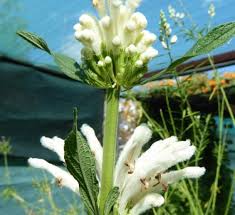 Image result for Ochna barbosae