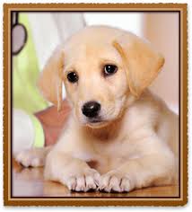 View a place in more detail by looking at its inside. Pet Health Services Swift Creek Animal Hospital