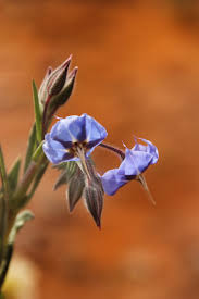 Image result for Trichodesma zeylanicum