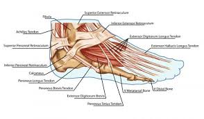 It is also capable of withstanding tension. Pin On Tlc For The Body