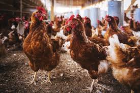 Pilgrims group is a security, risk management and service support company that identifies and manages risks. Pilgrim S To Open 70 Million Pet Food Ingredient Plant In Georgia Pet Food Processing