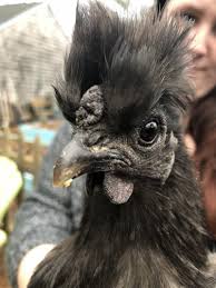 Check spelling or type a new query. Combs Wattles Lobes The Cape Coop