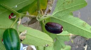 Image result for Cayaponia