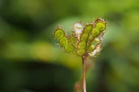 The selected root bark is dried indoors to make certain full dryness in a fast time (due to the amount of rain in this area) without exposing the root bark to damaging uv rays. How To Care For A Sensitive Plant Mimosa Pudica Smart Garden Guide