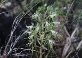 Image result for Bonatea steudneri