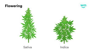 How To Identify Indica And Sativa Plants Weedmaps