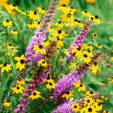 Image result for Rudbeckia Paradisio