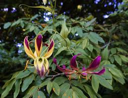 Image result for Rhodopentas