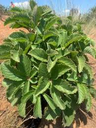 Image result for Cyphostemma abercornense