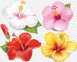✓ free for commercial use ✓ high quality images. Flower Drawing Hibiscus Herbaceous Plant Annual Plant Png Pngegg