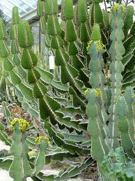 Image result for Euphorbia fortissima