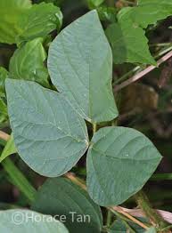 Image result for Calopogonium mucunoides