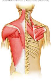 Usually derived from latin, a muscle's name often tells you something about the muscle, such as its location, origin. Axial Muscles Proprofs Quiz