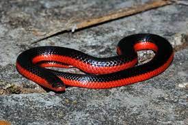 W Is For Worm Snake Western Worm Snake Snake Snakes For Sale Animals