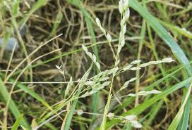 Image result for Poa