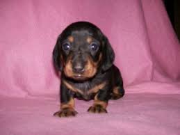 Come join the fun on facebook. Dachshund Puppies For Sale