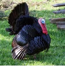 Check spelling or type a new query. Jersey City Eats Where To Get A Thanksgiving Turkey In Jersey City