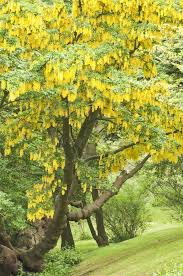 Image result for laburnuM